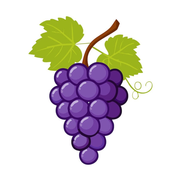 un diseño una ilustración vectorial de uva y un fondo limpio