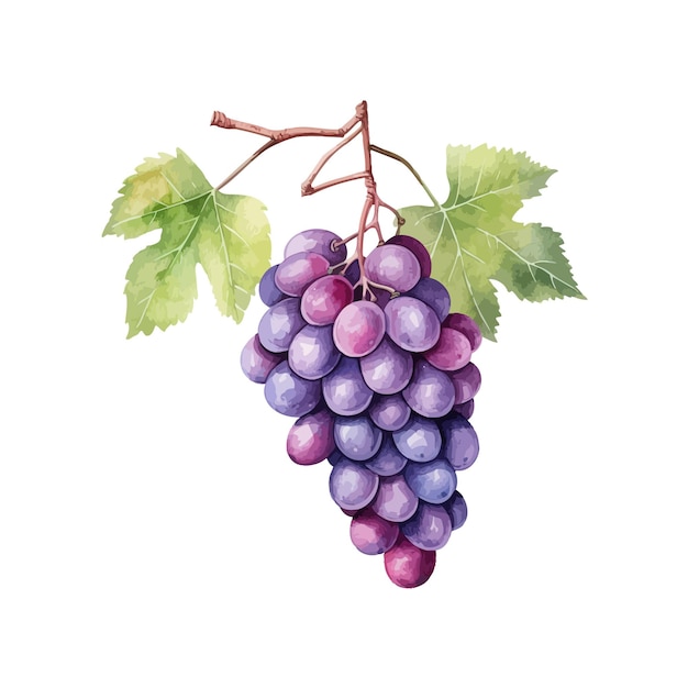 Diseño de ilustraciones vectoriales con acuarela de uvas púrpuras