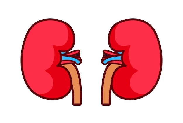 Diseño ilustrativo del órgano del riñón plano