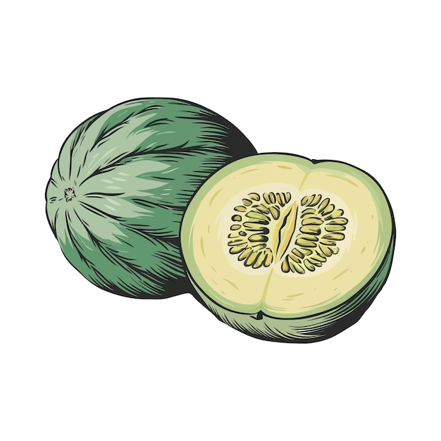 Diseño de imágenes vectoriales de frutas de melón saludable
