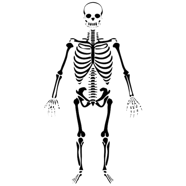 Diseño de línea negra de un esqueleto humano