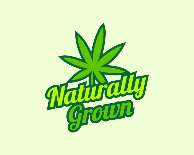 Diseño de logotipo de hoja de cáñamo cultivado naturalmente para clínica de cannabis medicinal