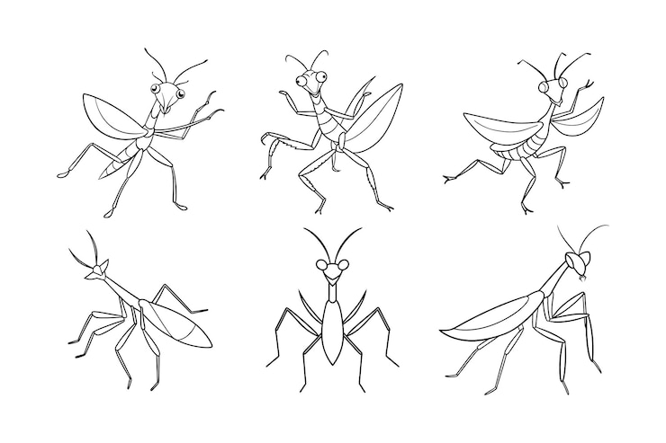 Vector diseño de mantis tenodera aridifolia china con ilustración vectorial de arte de línea etiquetada
