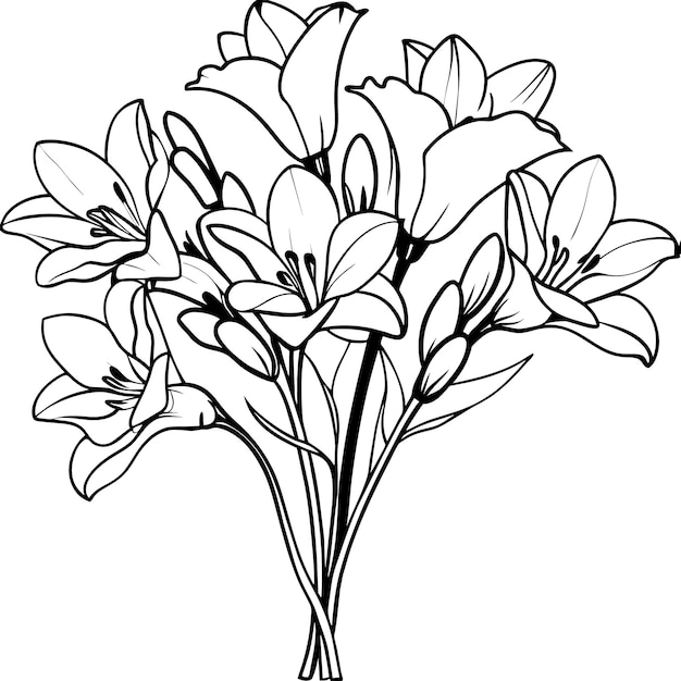 Diseño de páginas de libros de colorear con dibujos de bocetos de flores de Freesia