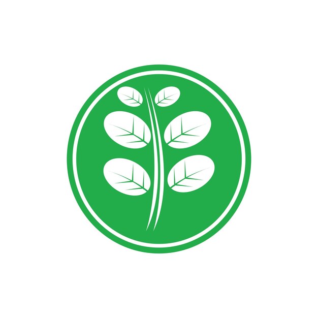 Diseño de plantilla de ilustración de vector de icono de hojas de Moringa