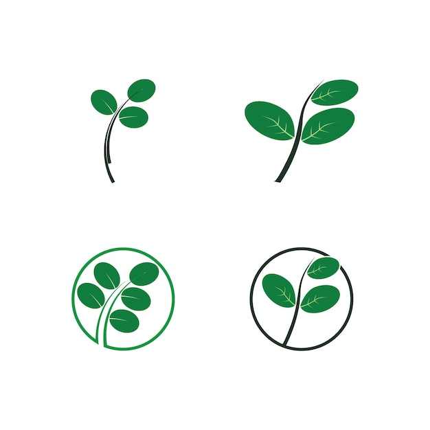 Diseño de plantilla de ilustración de vector de icono de hojas de Moringa