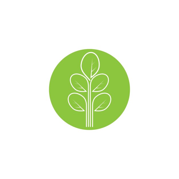 Diseño de plantilla de ilustración de vector de icono de naturaleza de hoja de Moringa