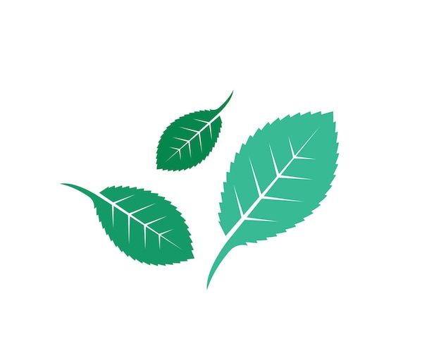 Diseño de plantilla de vector de ilustración de hoja de menta