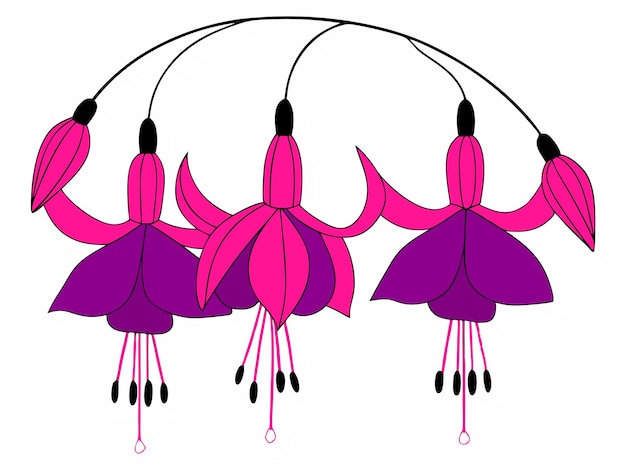Diseño profesional de flores de fucsia Ilustración floral púrpura rosa Gráfico de alta resolución