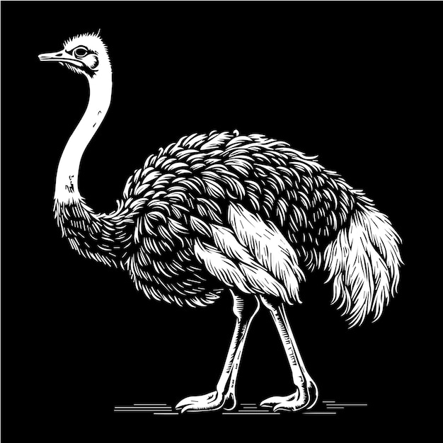 Diseño de silueta de avestruz Ilustración de avestrucero Fondo negro