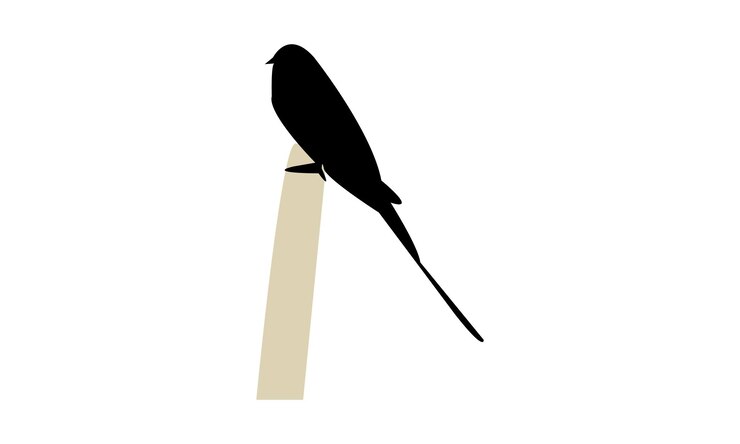 Vector diseño de silueta y ilustración vectorial del pájaro devorador de abejas verde africano