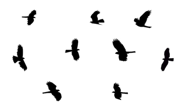 Diseño de silueta y ilustración vectorial del pájaro halcón cuco africano volador