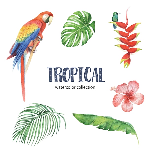 Diseño tropical con follaje y flor, ilustración vectorial.