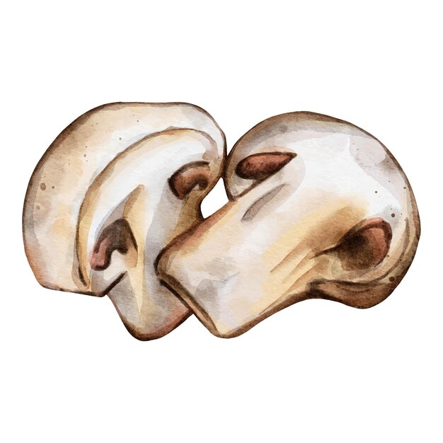 Diseño de vector de acuarela de setas