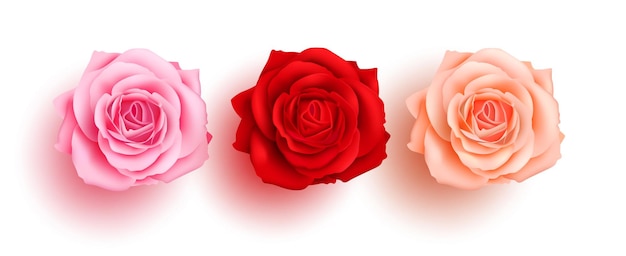 Diseño de vector de conjunto de flores de rosa de primavera. Rosa y camelia flor hermosa, fresca y floreciente