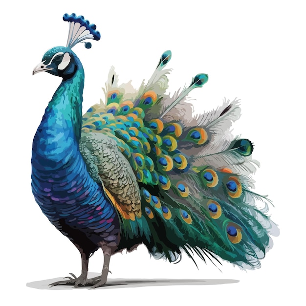 Diseño de vector de pavo real colorido acuarela