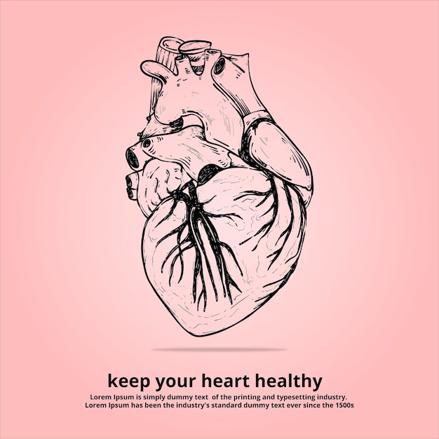 Vector diseño de vectores de corazón humano para infografías y plantillas de información de salud