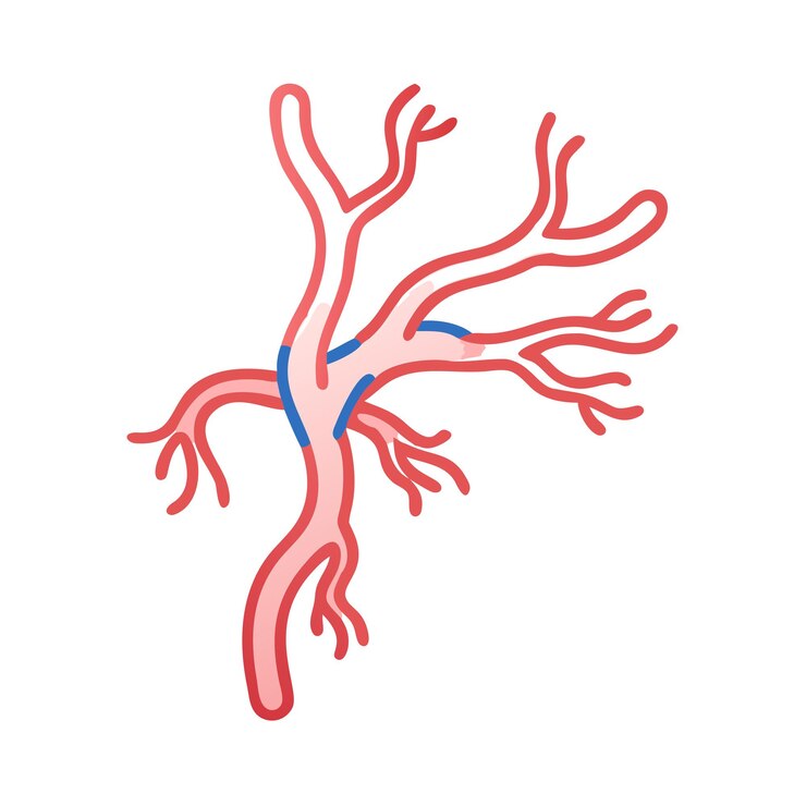 Vector diseño vectorial de la anatomía de las venas