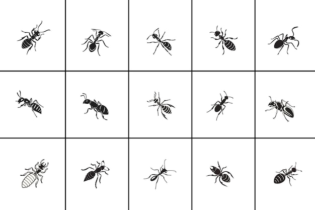 Diseño vectorial del conjunto Black Silhouette Ant