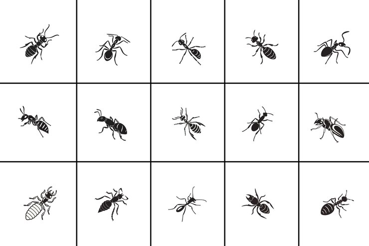 Diseño vectorial del conjunto Black Silhouette Ant