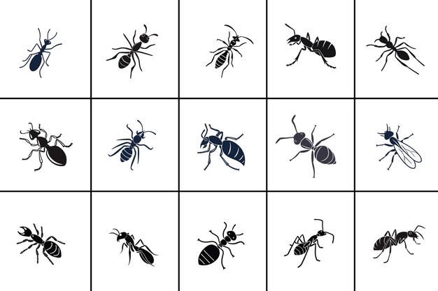 Diseño vectorial del conjunto Black Silhouette Ant