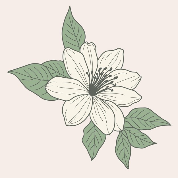 Un diseño vectorial dibujado a mano de la flor de jazmín que muestra detalles intrincados y delicada elegancia