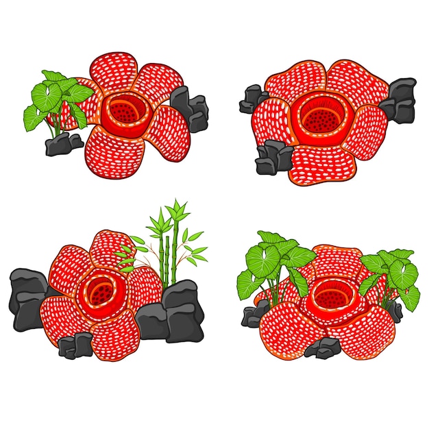 Diseño vectorial de las flores de Rafflesia arnoldii