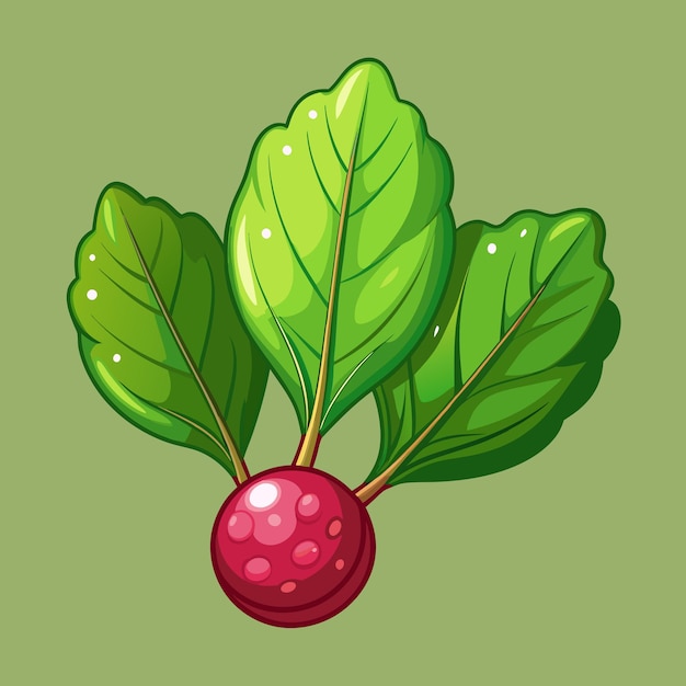 Diseño vectorial de frutas frescas de Sorrel