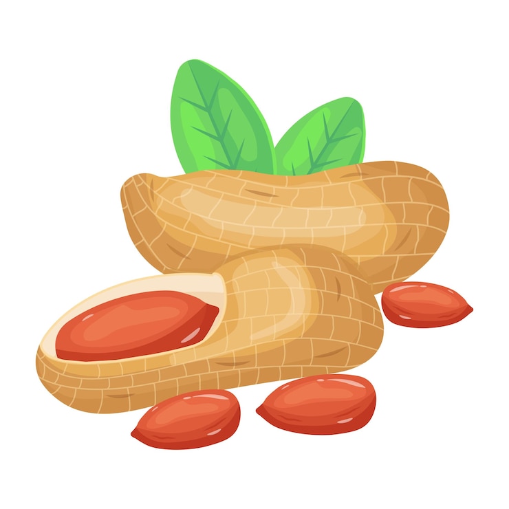 Vector diseño vectorial isométrico premium de cacahuetes