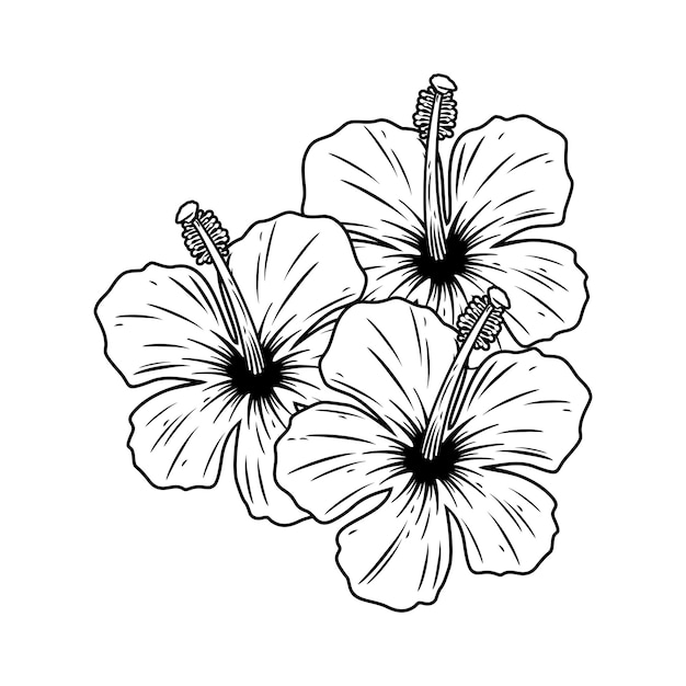 Vector diseño vectorial de tres flores de hibisco