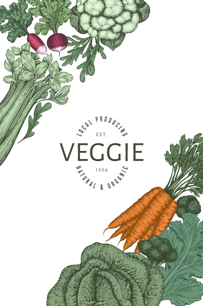 Diseño de verduras de color vintage dibujado a mano. Plantilla de banner de vector de alimentos orgánicos frescos. Fondo vegetal retro. Ilustraciones botánicas tradicionales.