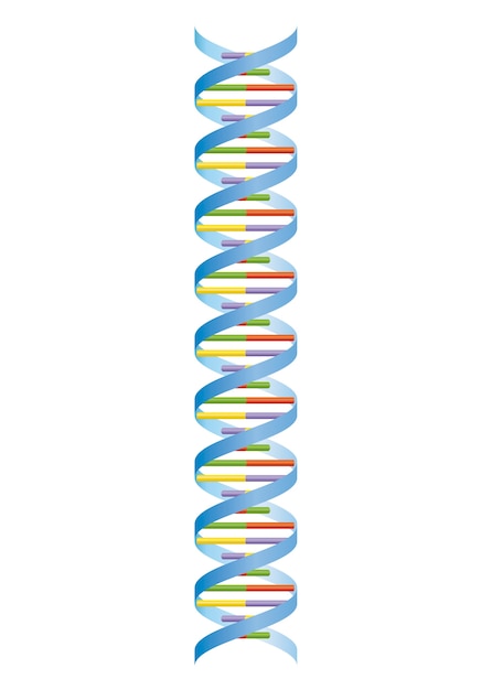 Vector dna helix