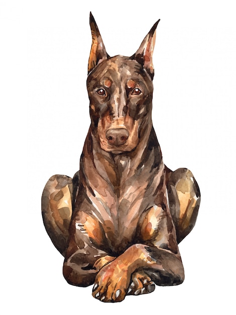 Vector doberman pinscher bronceado. acuarela de perro lindo.