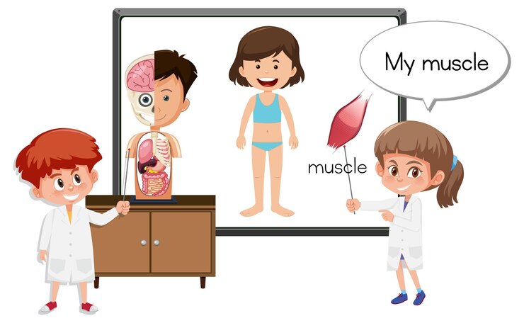 Doctor joven que explica la anatomía del músculo
