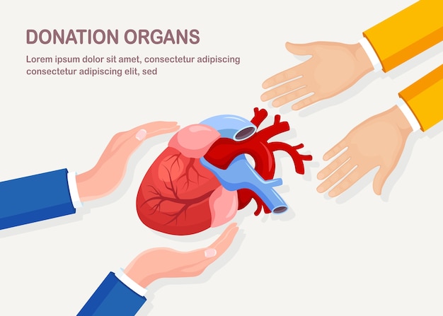 Donación de órganos. Corazón de donante para trasplante cardíaco. Ayuda voluntaria para el paciente