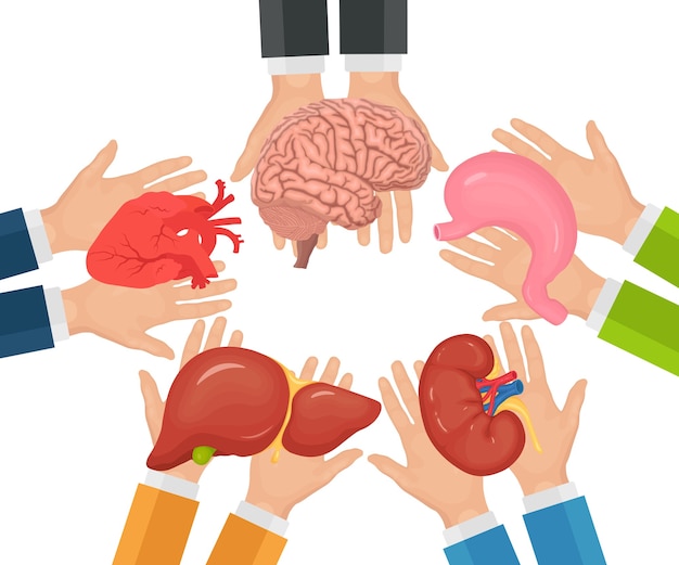  Donación de órganos. las manos de los médicos sostienen el riñón, el corazón, el hígado, el estómago y el cerebro del donante para el trasplante