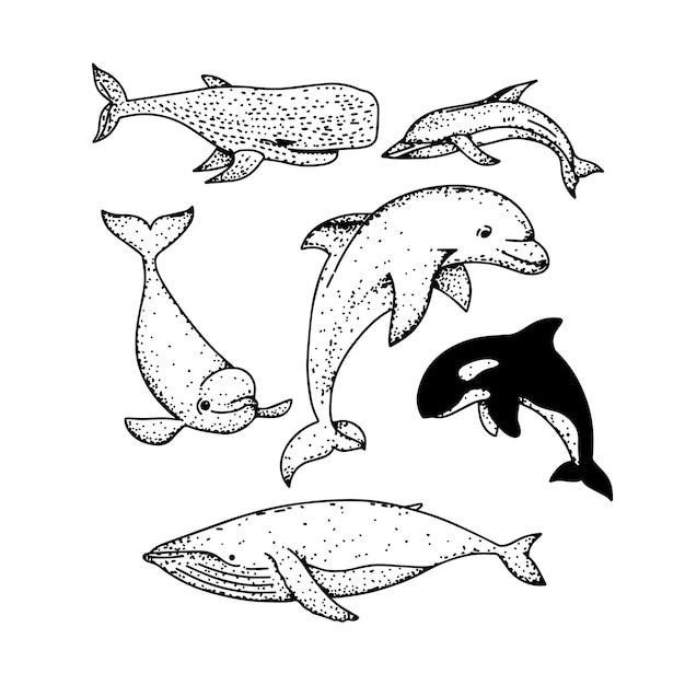 Vector doodle delfín línea arte elemento clipart