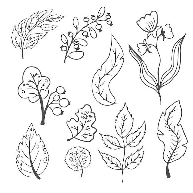 Vector doodle dibujado a mano hojas follaje linda elegante estética planta