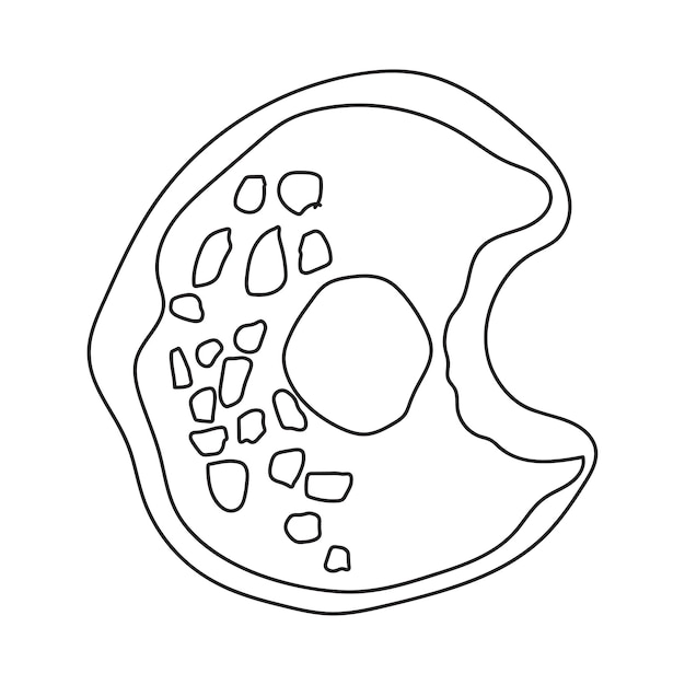 Doodle donuts Libro para colorear para niños y adultos Esquema ilustración vectorial