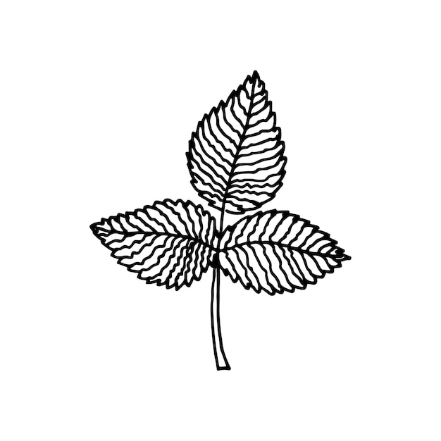 Doodle floral hoja de frambuesa Planta de jardín Ilustración dibujada a mano