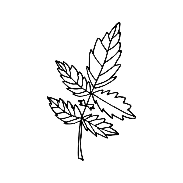 Doodle floral hoja de tomate Planta de jardín Ilustración dibujada a mano
