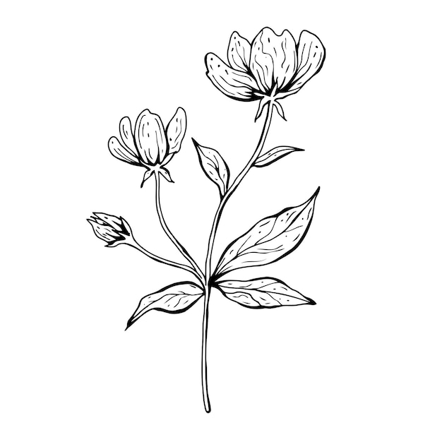 Doodle de flores. ilustración de vector dibujado a mano. bosquejo de tinta blanco y negro monocromo. arte lineal. aislado sobre fondo blanco. página para colorear.