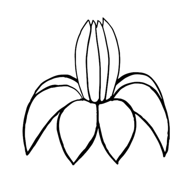 Doodle de flores y ramas de elementos florales negros dibujados a mano