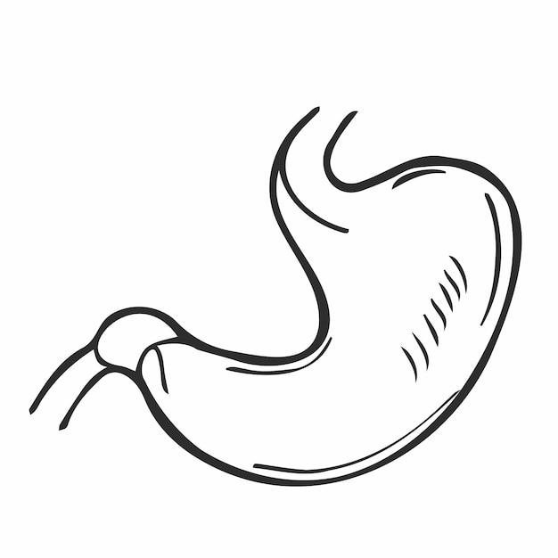 Doodle Icono de contorno dibujado a mano de digestión estomacal. Vector de concepto de tracto digestivo y sistema enzimático