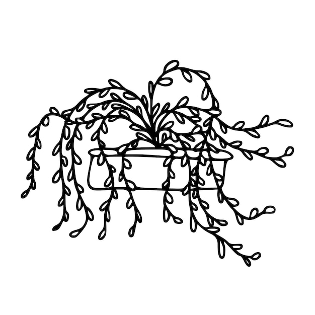 Doodle planta de interior en maceta