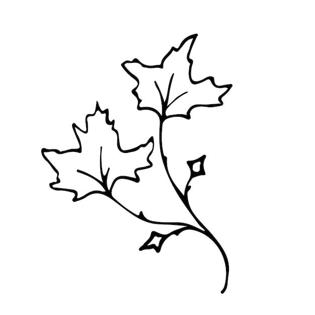 Doodle rama de una sola ramita con elemento de hoja de arce. Planta de ramita, hierba. Ilustración de silueta vectorial. Ramas dibujadas a mano. Negro sobre fondo blanco. Elemento de diseño para diseños naturales y orgánicos.