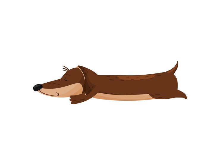 Vector dormir lindo dachshund sobre fondo blanco estilo de vida perrito perro de raza pura entrenado vector ilustración plana