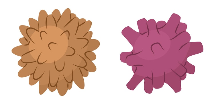 Vector dos bolas de masaje con diferentes texturas automasaje y relajación estimulación de las terminaciones nerviosas y puntos de energía en el cuerpo ilustración vectorial