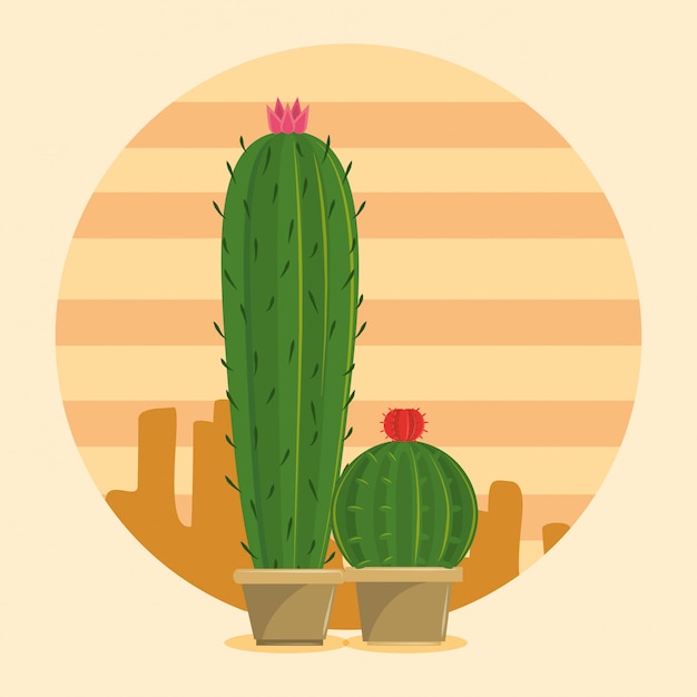 Dos cactus suculenta maceta en el desierto