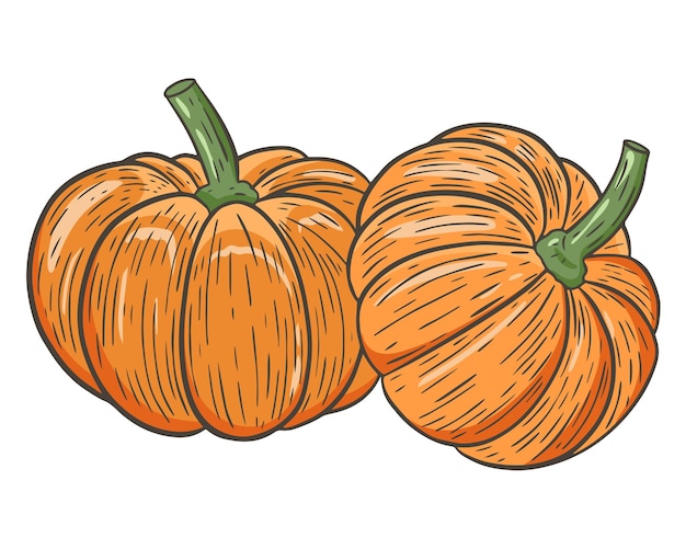 Dos calabazas vector Vegetal de temporada de otoño La calabaza redonda y naranja
